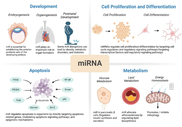 miRNA-mediated regulation in key biological processes.
