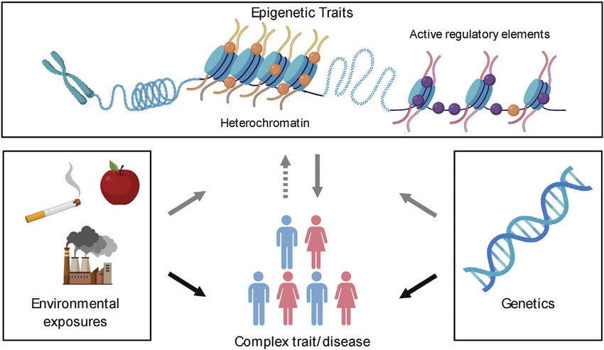 Summary of complex diseases and trait drivers