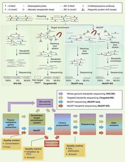 Different NGS-based DNA methylation analysis methods