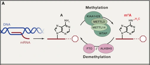 Active m6A Methylation, Demethylation